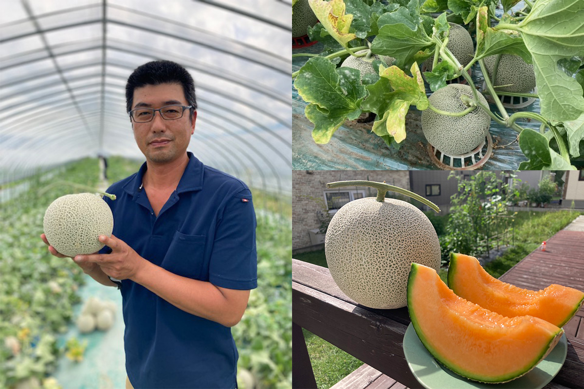 富良野メロン 富良野市産