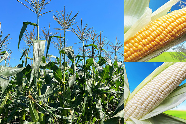 とうもろこし 幕別町産